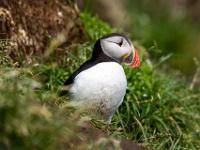 Papageientaucher im Teleblick